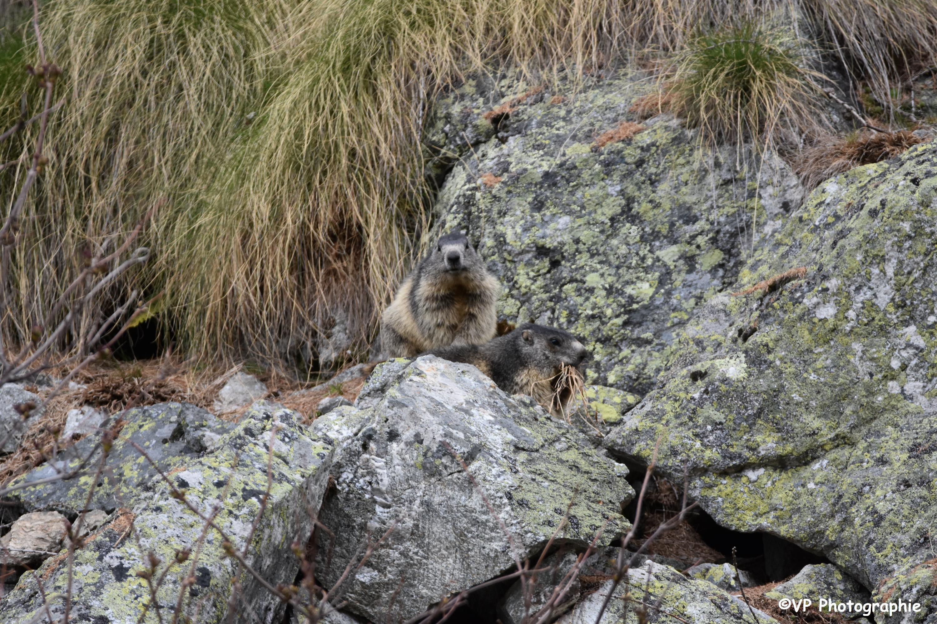 Photo d'une Marmotte au printemps