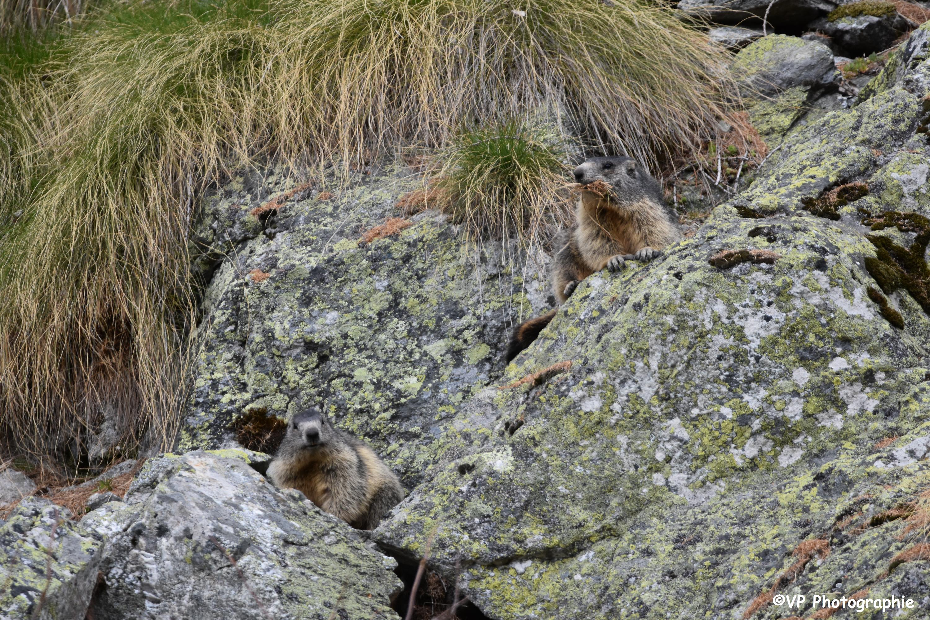 Photo d'une Marmotte au printemps